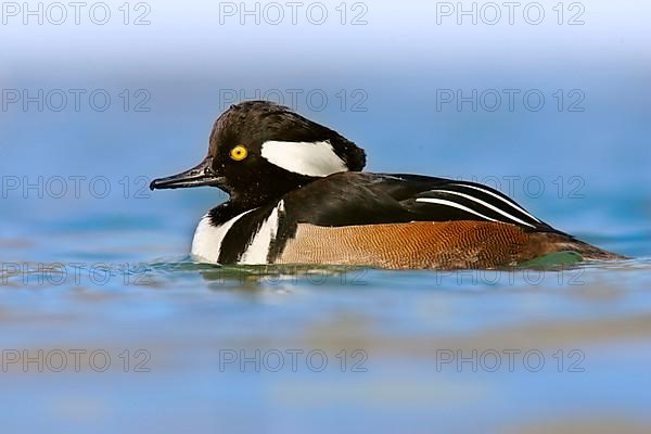 Hooded Merganser