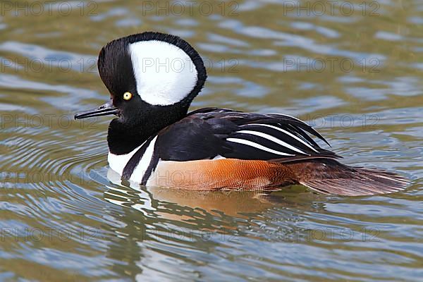 Hooded merganser