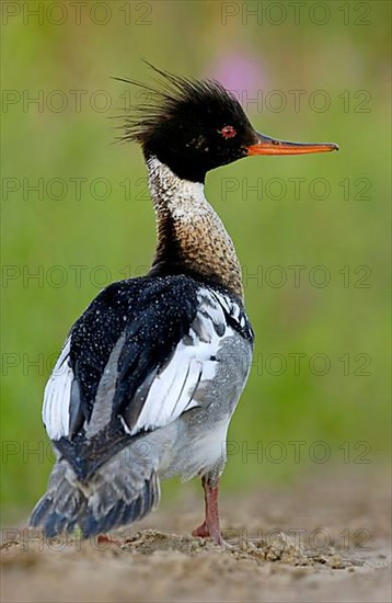 Red-breasted merganser