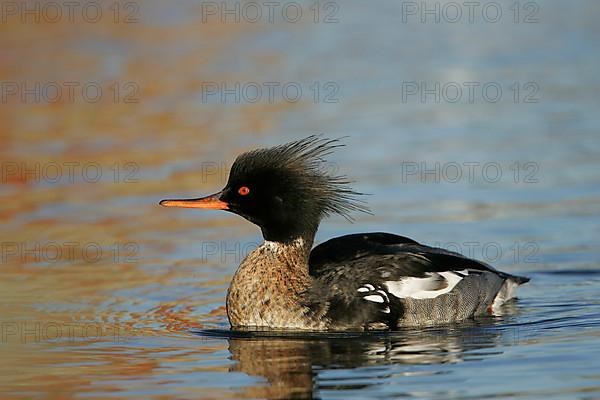 Red-breasted merganser