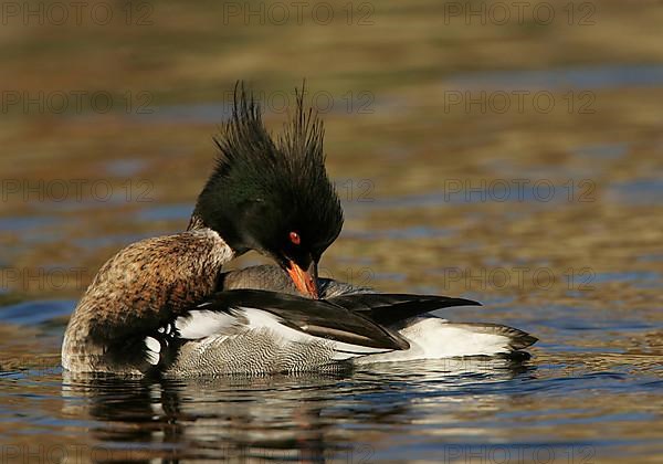 Red-breasted merganser