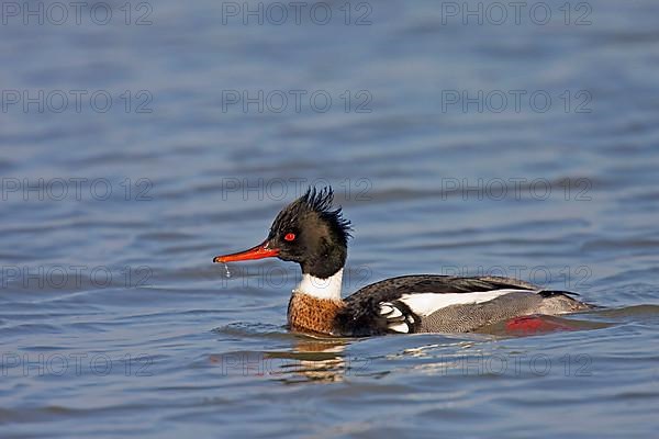 Red-breasted Merganser