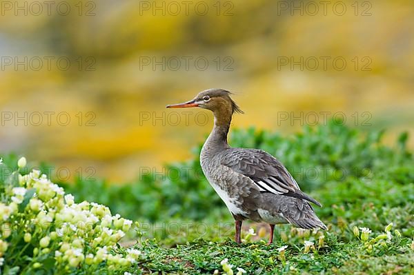 Red-breasted Merganser