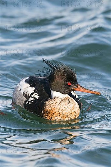 Red-breasted merganser