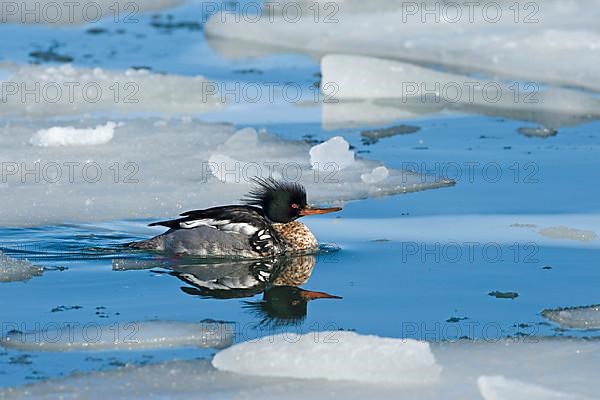 Red-breasted merganser