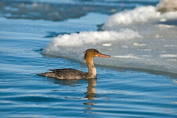 Red-breasted merganser