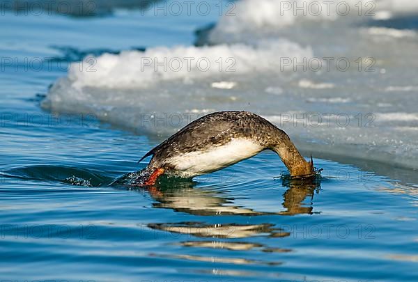 Red-breasted merganser