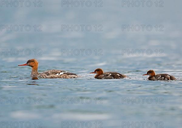 Red-breasted merganser