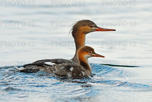 Red-breasted merganser