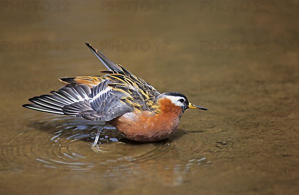 Thor's Partridge