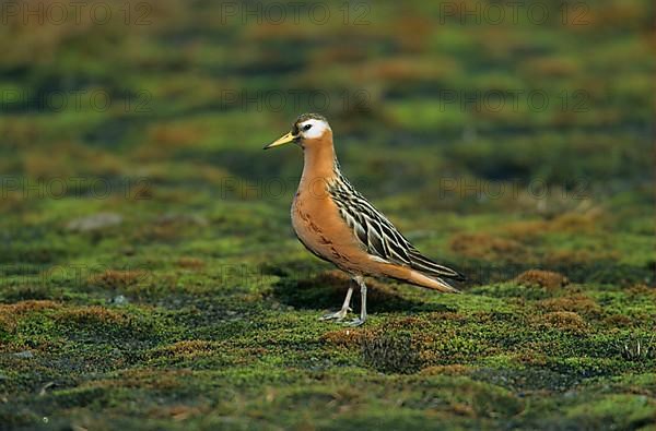 Thor's Partridge