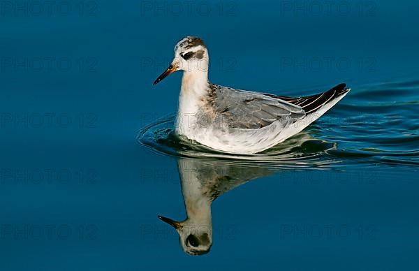 Grey Phalarope