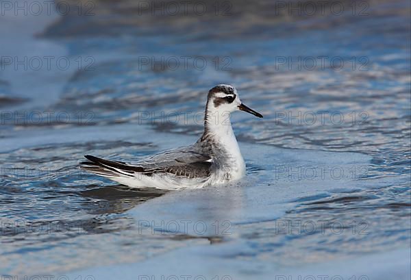 Grey Phalarope