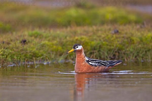 Grey Phalarope