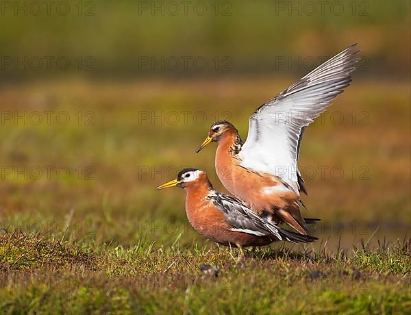 Grey Phalarope