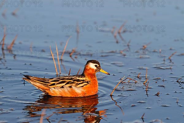 Grey Phalarope