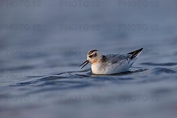 Grey Phalarope