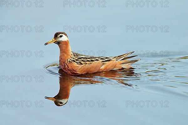 Grey Phalarope