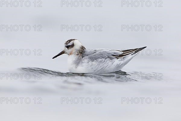 Grey Phalarope