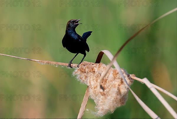 Indian Robin