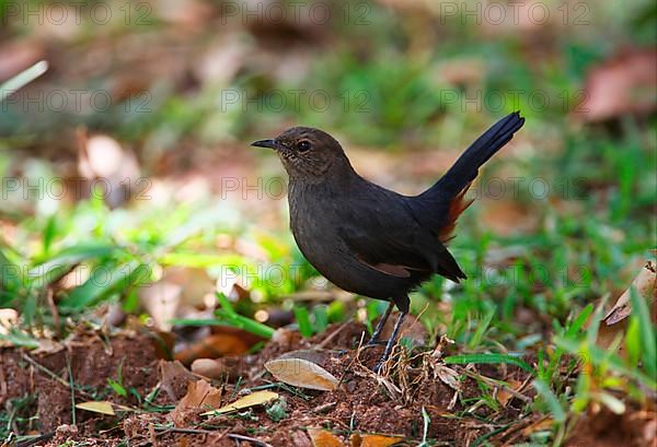 Indian Robin