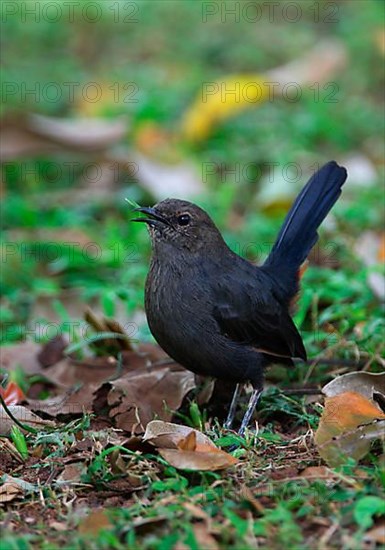 Indian Robin