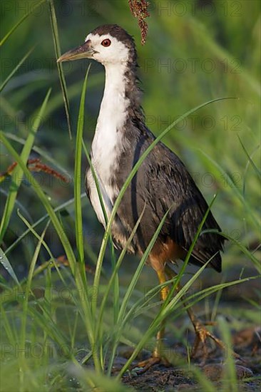 White-breasted water-hen