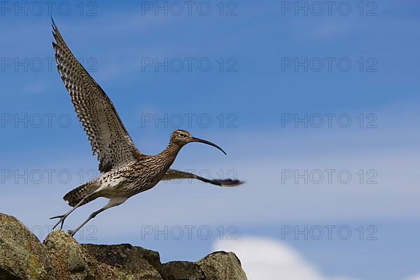 Whimbrel