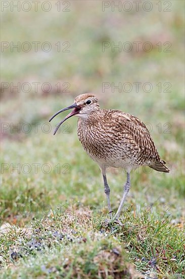 Whimbrel