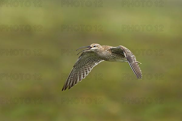 Whimbrel