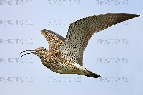 Whimbrel