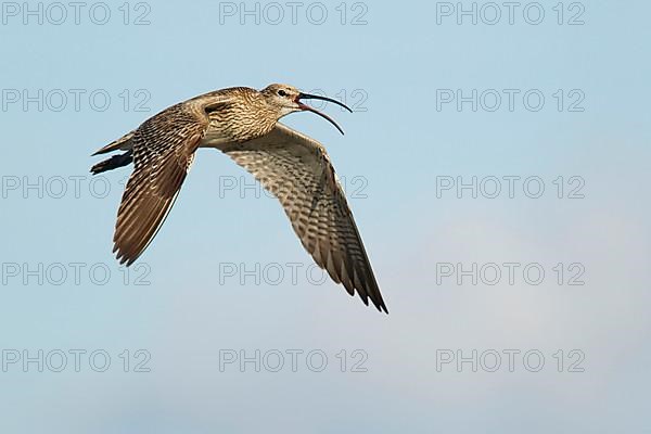 Whimbrel