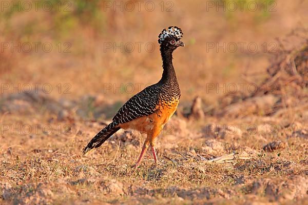 Bare-faced curassows