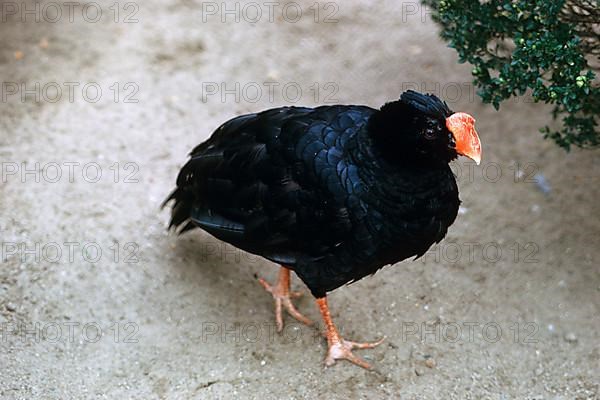 Razor-billed Curassow