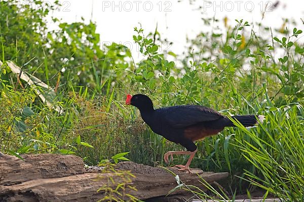 Razor-billed curassow