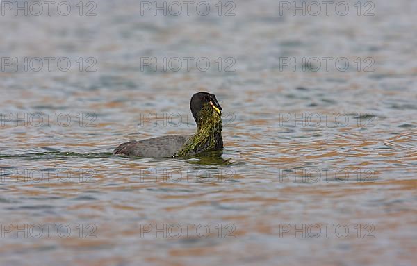 Horned Eurasian Coot