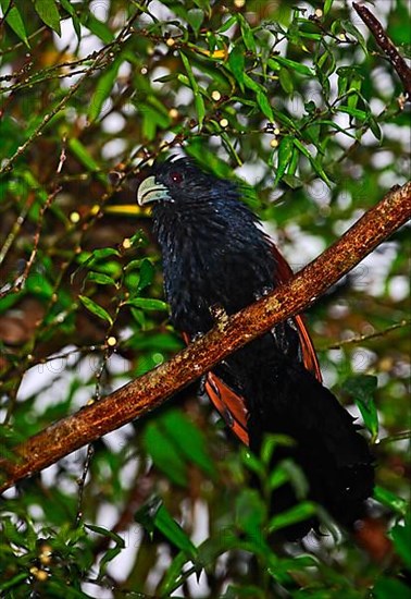 Ceylon Cuckoo