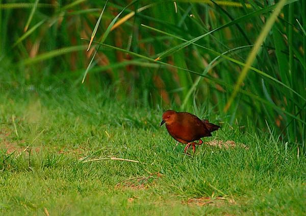 Red-breasted Crake