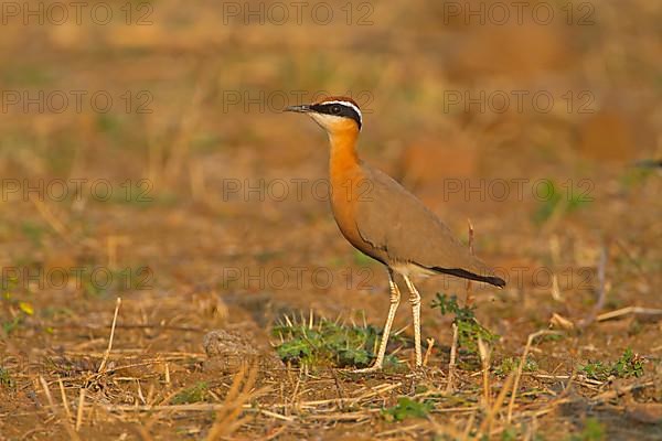 Indian Courser