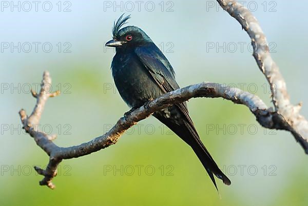 Crested drongo