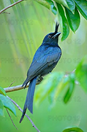 Crested drongo