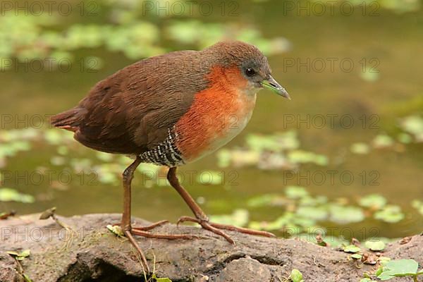 Red-fronted Crake
