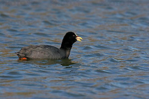 Yellow-billed Eurasian Coot