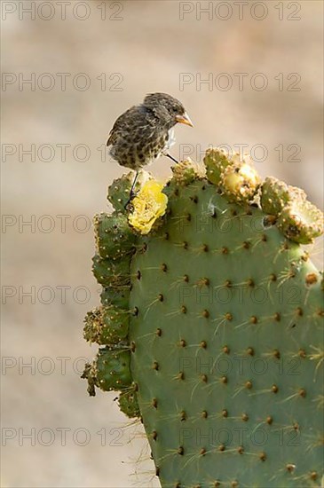 Sharp-beaked ground finch