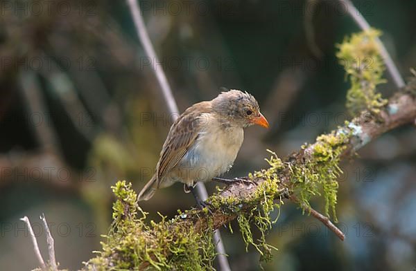 Woodpecker finch