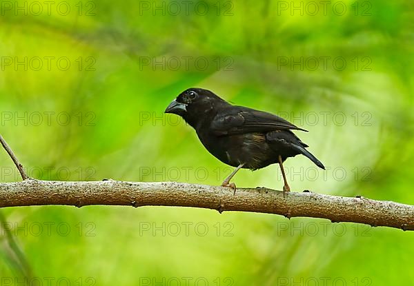 St Lucia Black Finch