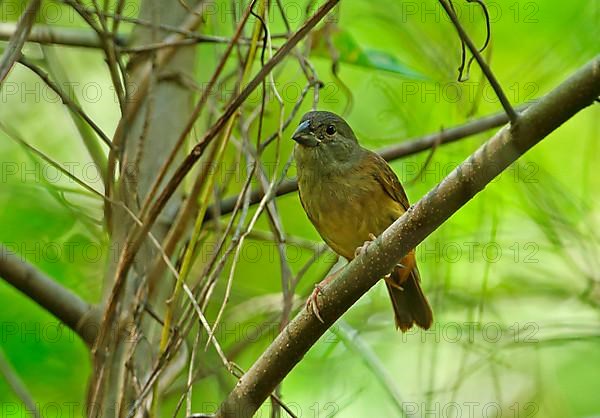 St. Lucia Black Finch