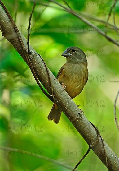 St. Lucia Black Finch