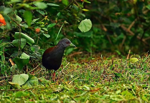 Amaurornis bicolor