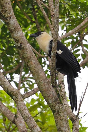 White-headed Cuckoo